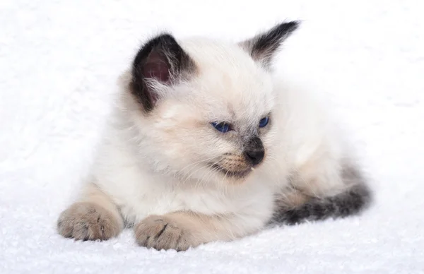 Mały kotek puszyste — Zdjęcie stockowe