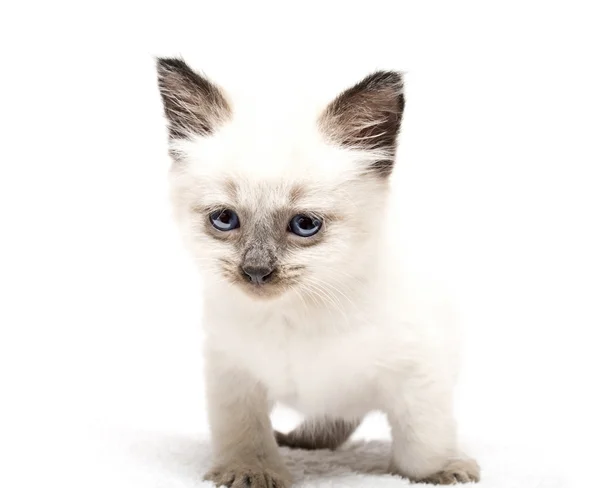 Mavi gözlü kedi yavrusu. — Stok fotoğraf