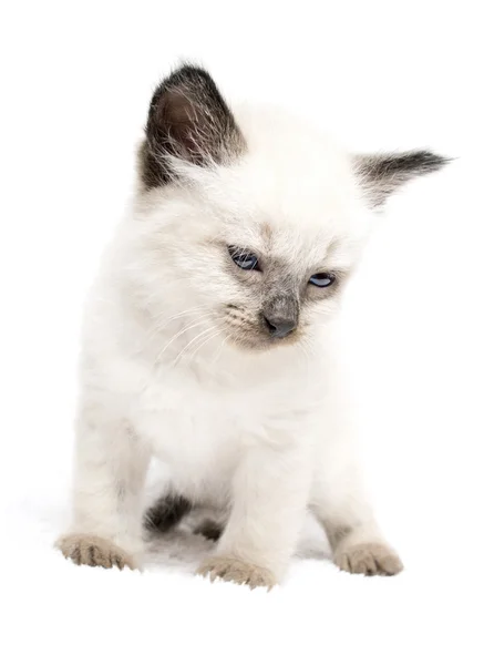 Kätzchen mit blauen Augen — Stockfoto