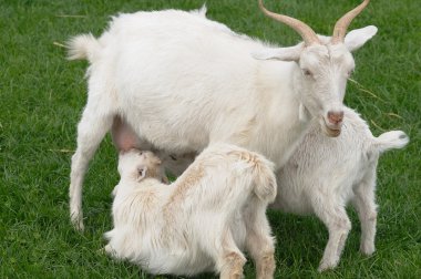 Mother Goat Feeding Twin Kids clipart