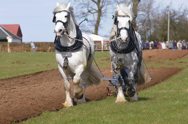 Cavalos Shire em um jogo arado — Fotografia de Stock