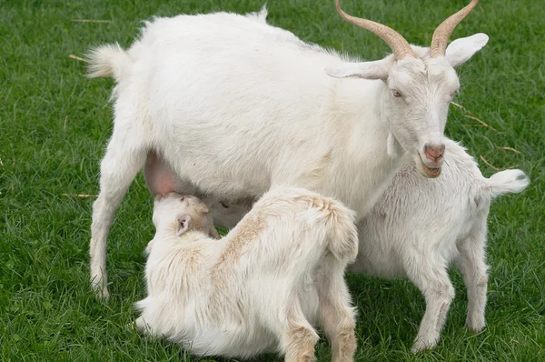 Mère chèvre nourrissant jumeaux enfants — Photo