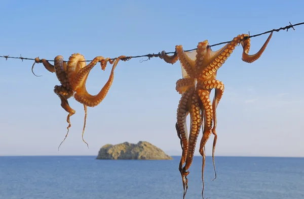 Bläckfisk hänga upp torka — Stockfoto