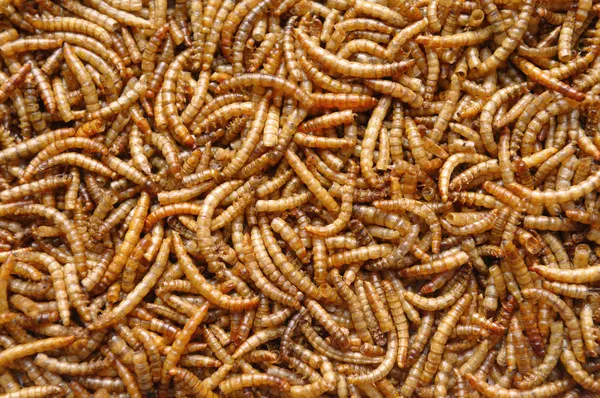 Mealworms vagy a lárvák — Stock Fotó