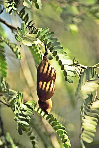 Tamarind árvore com vagem de sementes — Fotografia de Stock