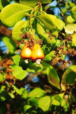 kaju elma, anacardium occidentale,