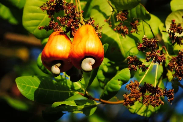 Яблоки кешью, Anacardium occidentale , — стоковое фото