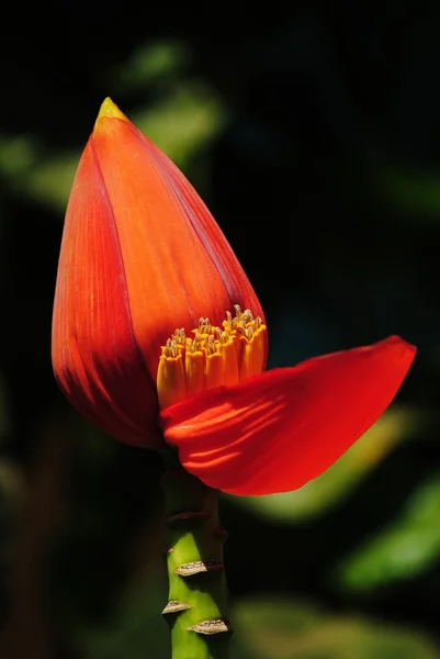 stock image Small banana flower in