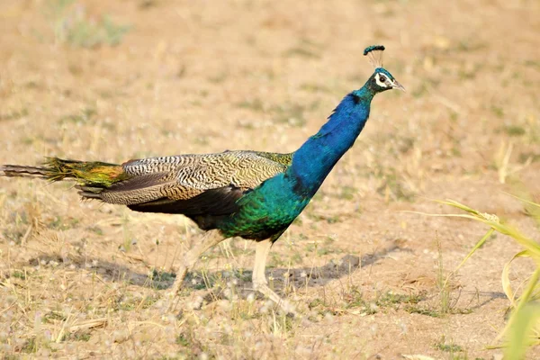 stock image Peacock