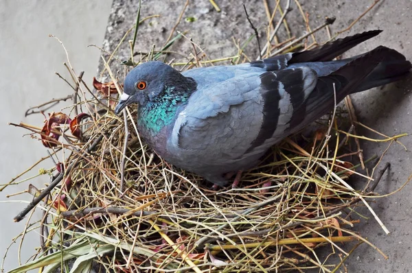 stock image Nesting