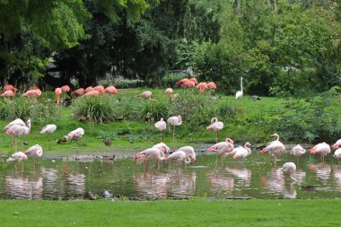 Pink flamingos clipart