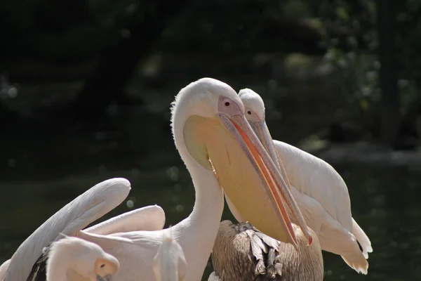 Пелікани — стокове фото