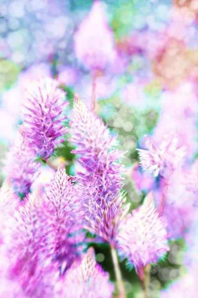 Mjuk blommor — Stockfoto