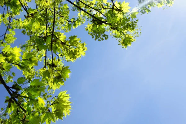 stock image Red branch