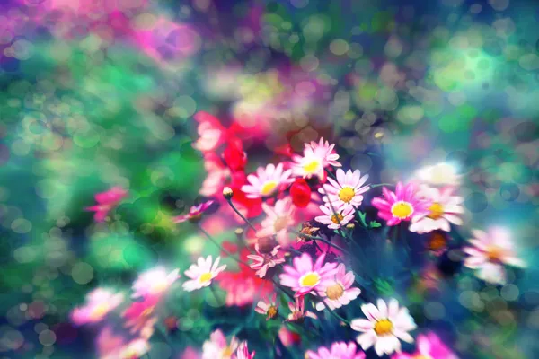 Květy — Stock fotografie