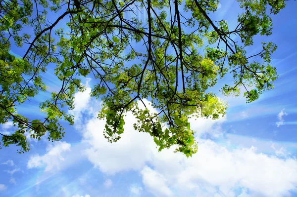 Green branches — Stock Photo, Image