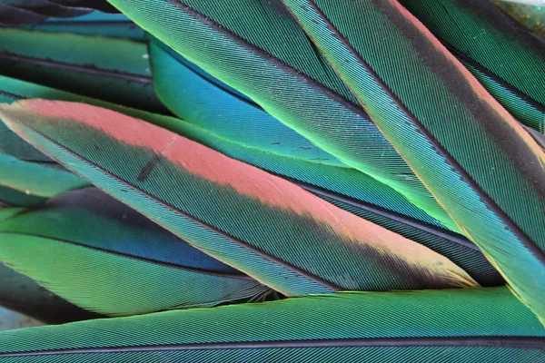 Photo with green parrot feathers — Stock Photo, Image