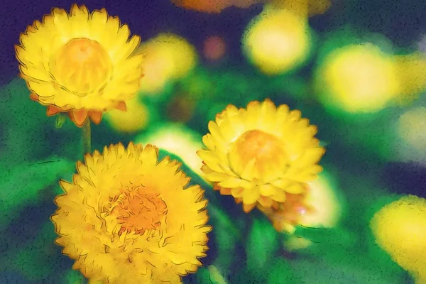 Gule blomster – stockfoto