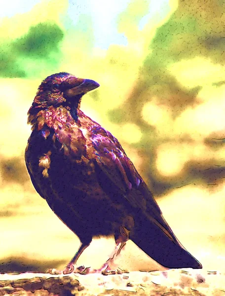Чорна ворона — стокове фото