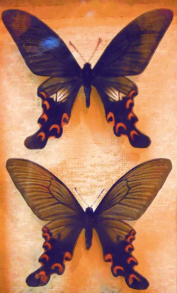 図面の蝶 — ストック写真