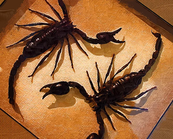 Escorpiões — Fotografia de Stock