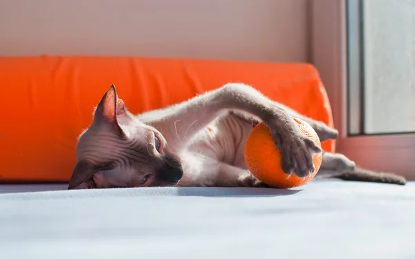 Sphynx kot odtwarzanie z pomarańczy — Zdjęcie stockowe