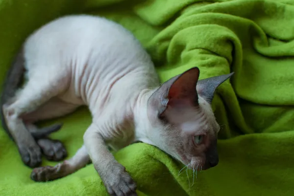 Jovem esfinge gato no verde cobertor — Fotografia de Stock