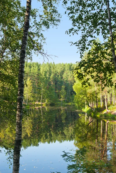 Summer landscape with forrest and river — Stock Photo, Image