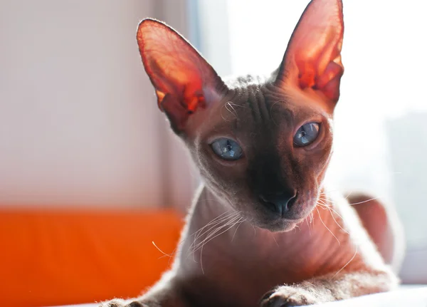 스핑크스 고양이 — 스톡 사진