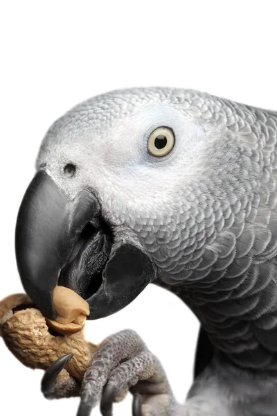 非洲灰鹦鹉 — 图库照片