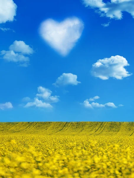 Oljeväxter och ett hjärta formade moln — Stockfoto