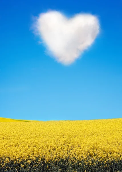 Oilseed과 심장 모양의 구름 — 스톡 사진