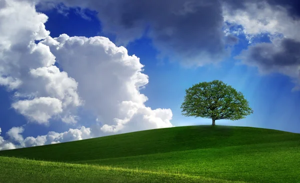 Ensamt träd på gröna arkiverat — Stockfoto