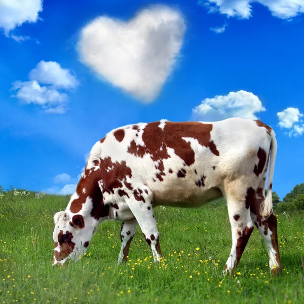 Brown cow — Stock Photo, Image