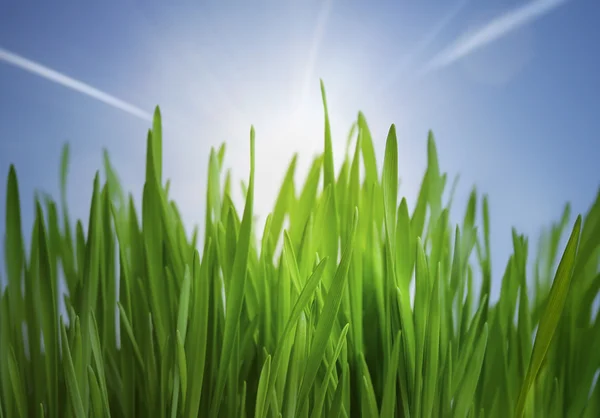 Gras en zonlicht — Stockfoto