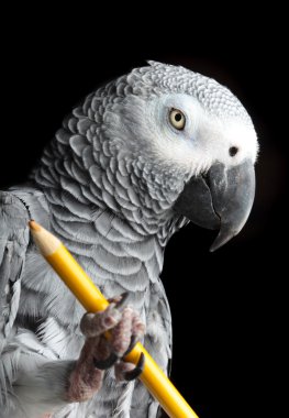 kalem tutan papağan