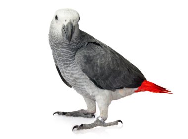 African Grey Parrot isolated on a white background clipart