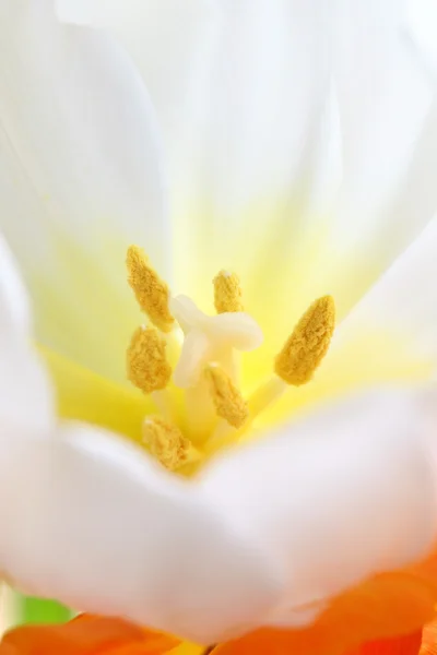 Detailliertes Bild der Tulpe — Stockfoto