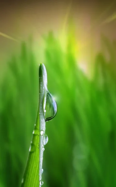 Капля воды на зеленом на траве — стоковое фото