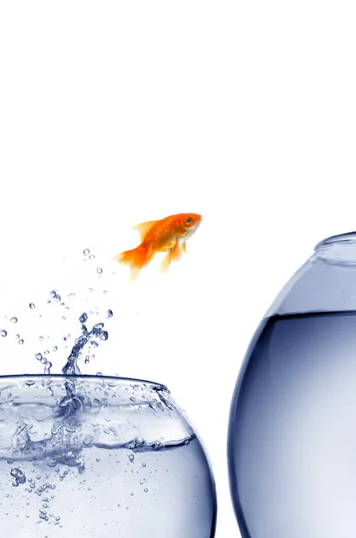 Goldfish jumping out of the water — Stock Photo, Image