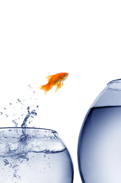 Goldfish jumping out of the water Stock Photo