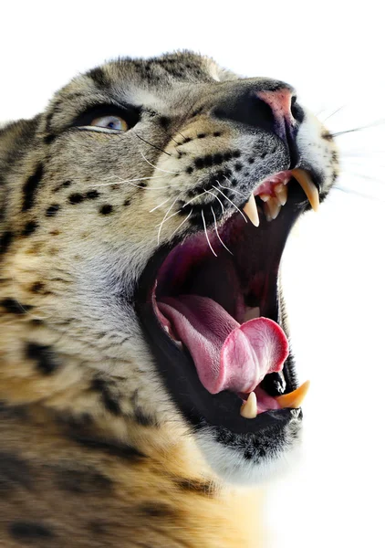 Retrato de leopardo da neve — Fotografia de Stock