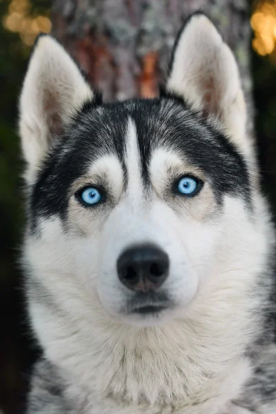 Husky köpek