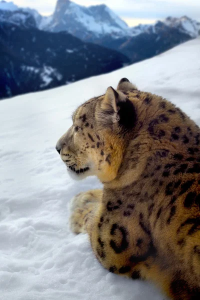 Fotomontaż snow Leopard — Zdjęcie stockowe