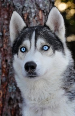 Husky köpek