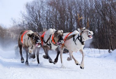 Team of rein-deers skims over the snow path. clipart