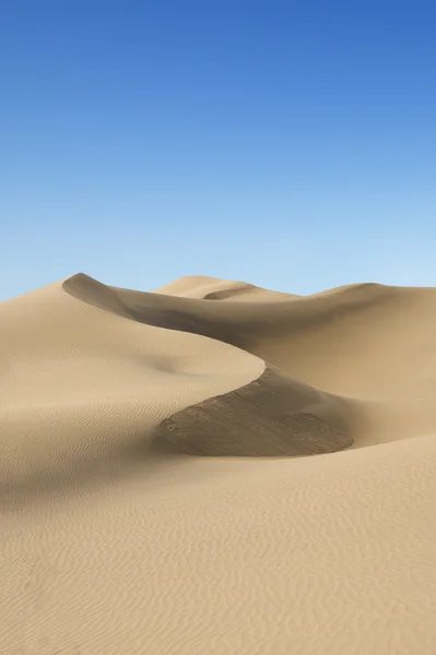 stock image Gold desert. Sunny day.