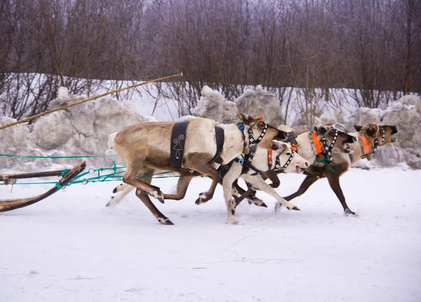 Zespół rein jelenie zbiera śmietankę na ścieżka śnieg. — Zdjęcie stockowe