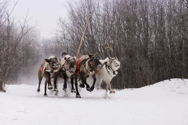 Команда вождей-оленей бежит по снегу . — стоковое фото