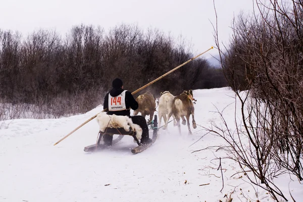 Team van rein-herten scheert over de sneeuw pad. — Stockfoto